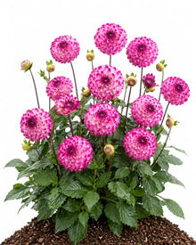 Votaniki Dahlia Little Robert #1 Size Tubers Pompon Flower Magenta Pink Blooms Summer to Fall Garden Plant for Borders Beds Containers Cut Flower Outdoor Full Sun Planting (Pack of 25)