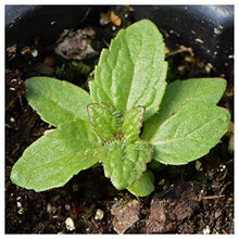 Everwilde Farms - 1 Lb Boneset Native Wildflower Seeds - Gold Vault