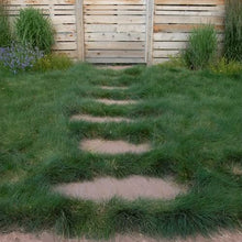 Outsidepride Sheeps Fine Fescue Grass Seed - 50 Lbs. Perennial, Pure Raw Seed w/ 0.00% Other Crop & Weed Seed