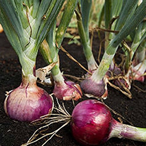 Mountain Valley Seed Co Red Burgundy Onion Garden Seed 5 Lb ~672,000 Seeds