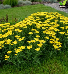 Votaniki Achillea Sassy Summer Lemon Yarrow Grade No. 1 XXL Bare Root Perennial with Bright Yellow Summer Blooms for Sunny Borders Pollinator Gardens Containers and Cut Flowers