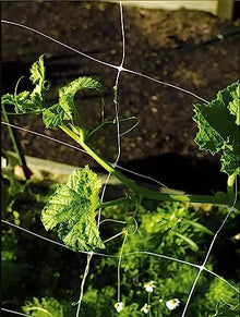 Trellis Netting, Aaamazing Netting, Scrog Net, Trellis Net, 6.5ft x 4920ft Roll, for Climbing Plants, Cut Flower Support, Garden, Grow Pea, Bean, Grape Vine, Mesh, Heavy Duty, 6x6 Inch Squares