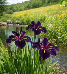 Votaniki Black Gamecock Louisiana Iris #1 Size Bare Root, Deep Purple 4 to 6 Inch Flowers for Rain Gardens, Water Gardens, Borders, Cut Flowers and Mass Planting