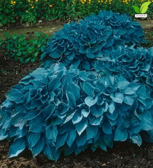 Votaniki Hosta Blue Mountains Bare Root Perennial Plant Intense Blue Gray Heart Shaped Foliage with White Summer Flowers for Shade Gardens Borders Containers and Landscapes