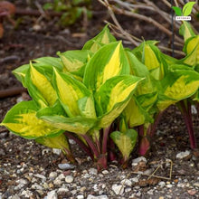Votaniki Hosta Island Breeze Starter Plant Variegated Foliage Shade Loving Perennial Purple Flowers for Garden Borders Containers Woodland Shade Outdoor Growing (Pack of 25)