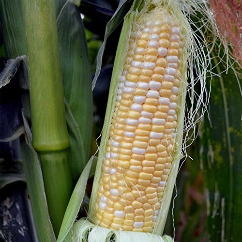 Mountain Valley Seed Company Serendipity Hybrid Triplesweet Corn Seeds Non-GMO 25 lb