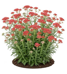 Votaniki Achillea Sassy Summer Sangria Yarrow #1 Size Root XXL Perennial Plant with Dark Red Flowers and Pollinator Friendly Summer Blooms for Borders Containers and Cut Gardens