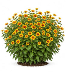 Votaniki Heliopsis helianthoides Sundial False Sunflower #1 Size Root, Gold Flowers with Red Eyes, Native Perennial for Borders, Containers, Cut Flowers and Butterfly Gardens