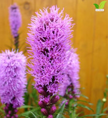 Votaniki Kobold Gayfeather Liatris spicata Top Size Flower Bulbs with Rose Lavender Summer Blooms and Strong Stems for Sunny Gardens Borders Containers and Cut Flowers