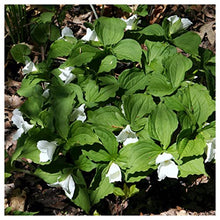 Everwilde Farms - 1/4 Lb White Trillium Native Wildflower Seeds - Gold Vault