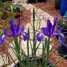 Dutch Iris ‘Valentine’ – Top-Size Bulbs for Fall Planting | Rich Indigo-Purple Blooms, Hardy Spring Flower Bulbs Ideal for Borders, Beds, and Cut Arrangements | Easy-to-Grow Dutch Variety