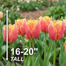 Garden State Bulb Dee Jay Parrot Tulip Flower Bulbs, 11/12cm (Bag of 250)