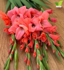 Votaniki Coral Salmon Gladiolus Bulbs Tall Sword Lily Summer Blooming Flowers for Garden Borders Cut Flower Arrangements Outdoor Landscaping and Beds (Pack of 250)