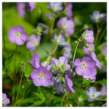Everwilde Farms - 1/4 Lb Wild Geranium Native Wildflower Seeds - Gold Vault