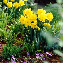 Garden State Bulb Narcissus Trumpet Dutch Master Daffodil Flower Bulbs, 14/16cm, Fall Planting (Bag of 250)