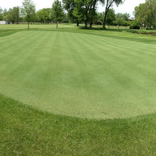 Outsidepride V8 Creeping Bentgrass Seed - 25 lbs. Fine-Bladed, Premium Quality Turf, Grass Seeds for Smooth Surface, & High-Traffic Areas, Ideal Grass for Golf Courses Putting Greens, & Fairways