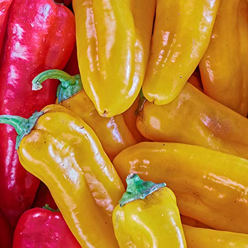 Mountain Valley Seed Company Golden Treasure Hot Pepper Seeds - Non-GMO, F1 Hybrid, 1 lb