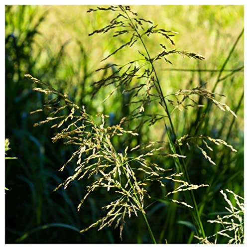 Everwilde Farms - 1 Lb Reed Manna Grass Native Grass Seeds - Gold Vault