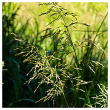 Everwilde Farms - 1 Lb Reed Manna Grass Native Grass Seeds - Gold Vault