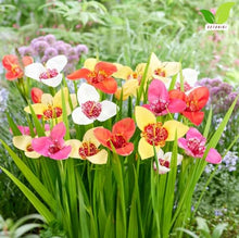 Votaniki Tigridia Kaleidoscope Mix Tiger Flower Bulbs Mixed Color Summer Bloom Garden Plants Full Sun to Partial Sun Outdoor Planting Cut Flower Use (Pack of 100)
