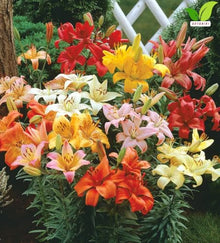 Votaniki Asiatic Lily Mixed Top Size Flower Bulbs Colorful Trumpet Blooms for Summer Gardens Cut Flower Arrangements Borders Pollinator Friendly Perennial Planting (Pack of 250)