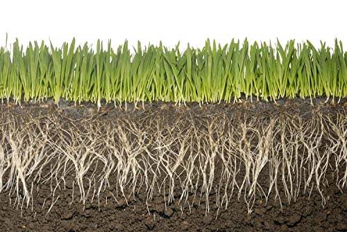 Soil Vigor Plant Survival Solution Without Water (45 Pounds) White
