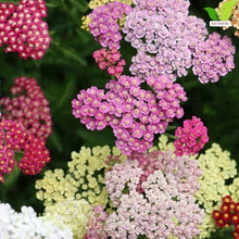 Votaniki Achillea Colorado Mix Yarrow Bare Root Perennial Mixed Color Summer Blooms Upright Hardy Plants for Garden Borders Cut Flowers Dried Arrangements Outdoor Growing (Pack of 50)