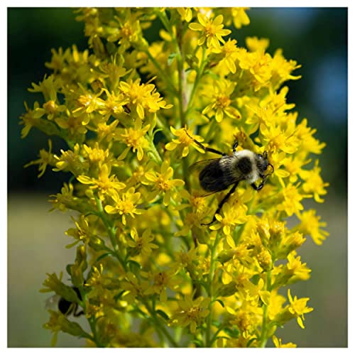 Everwilde Farms - 1 Lb Showy Goldenrod Native Wildflower Seeds - Gold Vault