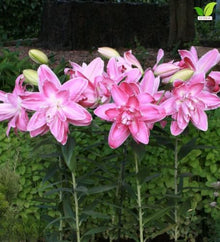 Votaniki Lotus Wonder Double Oriental Lily Top Size Bulbs, Fragrant Bright Pink Double Flowers, 36 to 40 Inch Summer Bloomer for Sunny Gardens, Containers and Cut Flowers