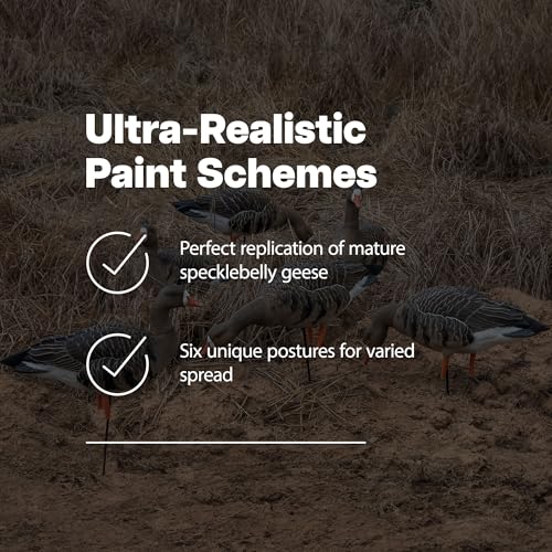 Avian-X AXP Specklebelly Decoy Fusion Pack 12 Pack