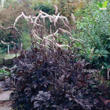 Votaniki Cimicifuga Chocoholic Perennial Roots Dark Bronze Purple Foliage Fragrant White Pink Bottlebrush Flowers for Shade Gardens Woodland Borders and Cut Flower Displays