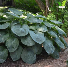 Votaniki Hosta Sieboldiana Elegans Bare Root Perennial Plant Huge Blue Gray Rounded Leaves Slug Resistant Shade Garden Plant White Midsummer Flowers Woodland Focal Point (Pack of 25)