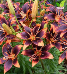 Votaniki Asiatic Lily Forever Susan Top Size Bulbs Deep Burgundy and Bright Orange Summer Blooming Flowers for Garden Borders Patio Containers and Cut Flower Displays (Pack of 100)