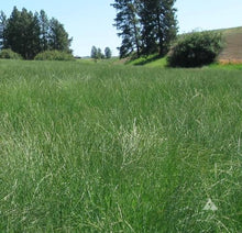 Outsidepride Western Native Grass Seed Mix - 25 lbs. Perennial Blend of Warm & Cool Season, Drought Tolerant Grass Seed for Natural Landscaping w/Wildflower, Soil Health Improvement & Erosion Control