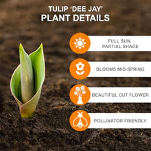 Garden State Bulb Dee Jay Parrot Tulip Flower Bulbs, 11/12cm (Bag of 250)
