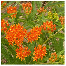 Everwilde Farms - 1 Lb Butterfly Weed Native Wildflower Seeds - Gold Vault