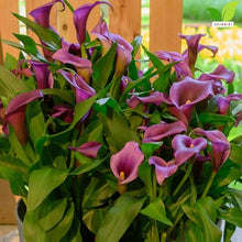 Votaniki Zantedeschia Paco Calla Lily Bulbs Dark Purple Flowers with Mauve Border for Garden Pots Cut Flower Production Late Spring Summer Bloom Container Plants (Pack of 25)