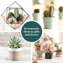 Shop Succulents Premium Live Mini Cactus and Succulent Plants in 2" Pots, Easy Care Indoor or Outdoor Gardening, Terrariums, Favors, & Contemporary Spaces with Hardy, Resilient Varieties, Pack of 256