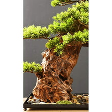 Welcome Pine Bonsai Plant Podocarpus Chinensis Landscape Micro-Landscape Entrance Hotel New Ornaments Gifts and Crafts House Plant