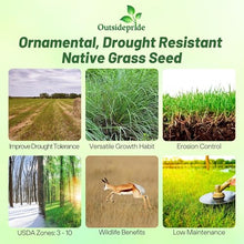 Outsidepride Perennial Little Bluestem Grass Seed - 25 lbs. Warm Season, Drought Resistant, Long-Lived Native Prairie Grass Seed, Ideal for Erosion Control, Ornamental Landscaping & Wildlife Gardens