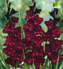 Votaniki Gladiolus Black Star Top Size Bulbs Deep Wine Red Summer Blooming Flower Spikes for Cut Flower Gardens Borders Landscaping and Outdoor Planting (Pack of 250)