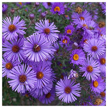 Everwilde Farms - 1 Lb New England Aster Native Wildflower Seeds - Gold Vault