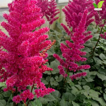 Votaniki Visions Volcano Astilbe chinensis Bright Pink Flowering Herbaceous Perennial No 1 Size Bare Root for Shaded Borders Containers Cutting Gardens and Pollinator Areas