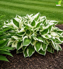 Votaniki Hosta Patriot #1 Size Root Variegated Dark Green White Foliage Lavender Flowers for Shade Gardens Woodland Borders Patio Containers and Landscape Planting