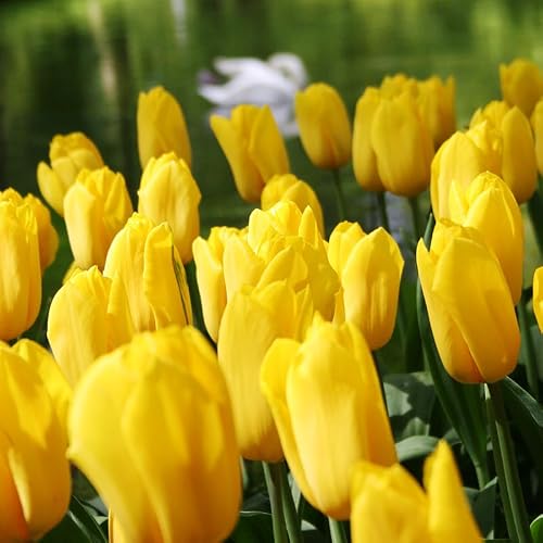 1,000 Bulbs - Bulk Yellow Tulips Flower Bulbs - 1,000 Bulbs per Pack - Good as Cut Flowers - Easy to Grow Live Plants - Outdoor Garden