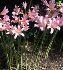 Votaniki Lycoris Squamigera Resurrection Lily Top Size Bulbs, Pink Trumpet Flowers for Late Summer Gardens, Full Sun or Partial Shade, Butterfly and Hummingbird Planting