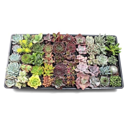 SUCCULENTS BOX Succulent Plant, Indoor & Outdoor, Green, Low Maintenance, Year Round Blooming, Partial Shade (300-Pack)
