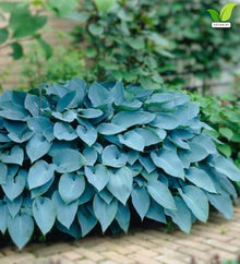 Votaniki Hosta Blue Mountains Bare Root Perennial Plant Intense Blue Gray Heart Shaped Foliage with White Summer Flowers for Shade Gardens Borders Containers and Landscapes