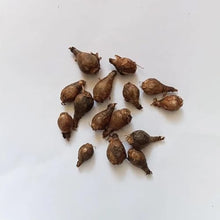 Votaniki Zephyranthes Robustus Bulbs - Long Lasting Blooms, Perennial Rain Lily Bulk & Wholesale Bulbs for Planting | Easy to Grow and Low Maintenance (500 Pack)
