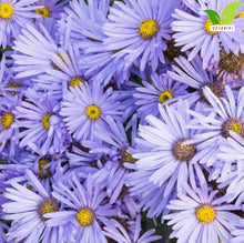 Votaniki Aster Bluebird #1 Size Bare Root Perennial Lavender Blue Flowering Plant for Garden Beds Borders Pollinator Friendly Late Season Bloom Full Sun Outdoor Planting (Pack of 25)
